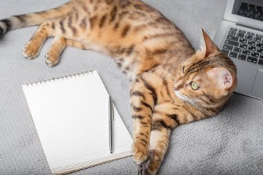 Cute adult bengal cat lying on the bed next to a laptop and notepad. Copy space.