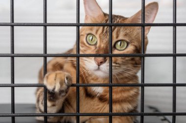 The muzzle of a sad red cat is visible through the bars of a pet shelter.