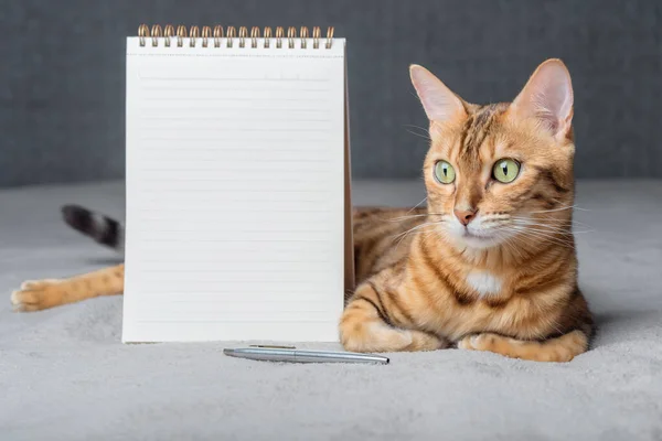 Bengal cat sits next to a white notepad and pen. Copy space.