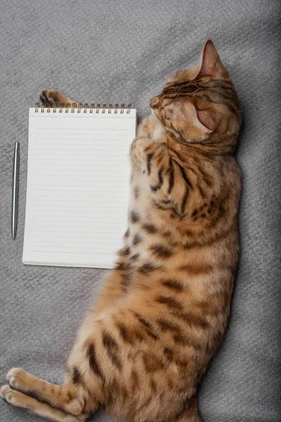 Top view of a cat with a white notepad sheet and a pen. Copy space.