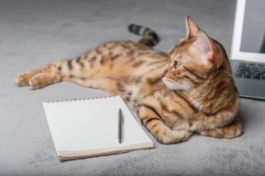 Cute adult bengal cat lying on the bed next to a laptop and notepad. Copy space.