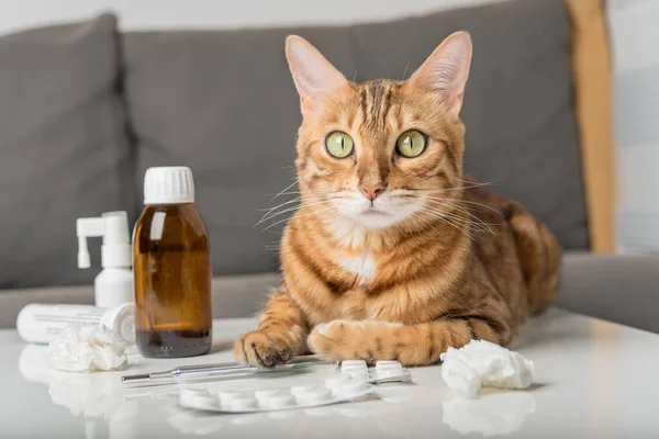 Domestic cat on the table with medicines for colds. Virus. Medicines for home treatment.