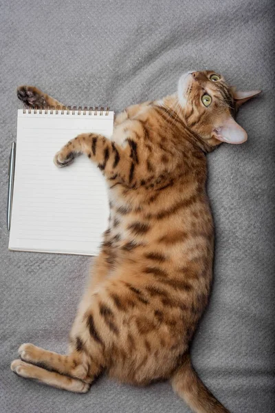 Top view of a cat with a white notepad sheet and a pen. Copy space.