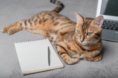 Cute adult bengal cat lying on the bed next to a laptop and notepad. Copy space.