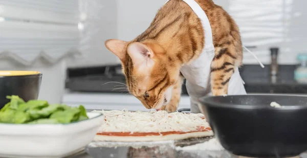 Cat Dressed Chef Prepares Margherita Pizza Kitchen — Stockfoto