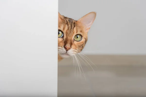 Red Cat Green Eyes Peeks Open Door Copy Space — Stockfoto