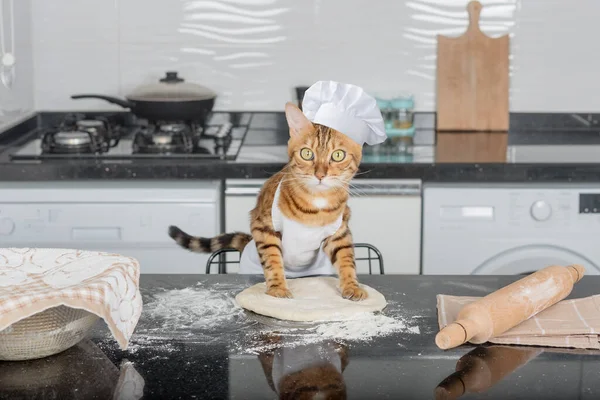 Why Do Cats Make Biscuits? They Work At A Bakery! | Real Reason For Making Biscuits and Other Curious Behaviors 5 Funny Domestic Cat Rolls Out Pizza Dough Kitchen Table Using — Stock Photo, Image