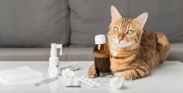 Domestic cat on the table with medicines for colds. Virus. Medicines for home treatment.