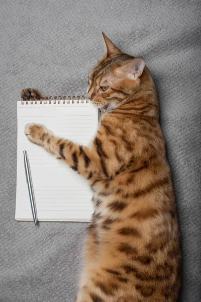 Top view of a cat with a white notepad sheet and a pen. Copy space.