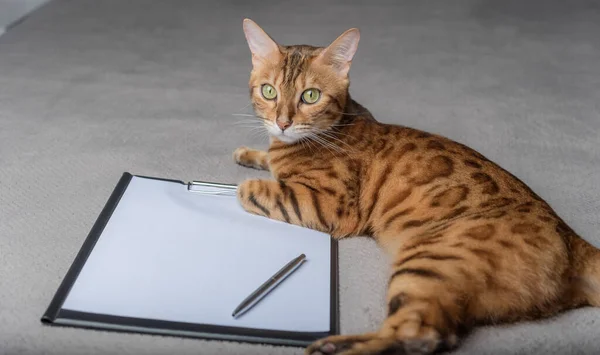 Domestic Cat Lies Next Empty Clipboard Copy Space — Stockfoto