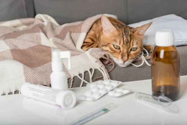 A sick cat lies on the couch, wrapped in a blanket. Bengal cat with flu or cold symptoms being treated at home. Winter cold and flu concept.