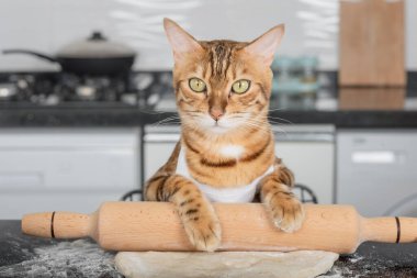 Funny domestic cat rolls out pizza dough on the kitchen table using a rolling pin.