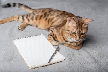 Bengal cat sits next to a white notepad and pen. Copy space.