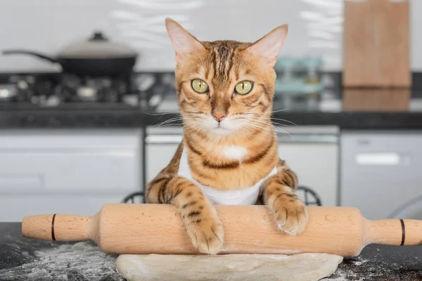 Why Do Cats Make Biscuits? They Work At A Bakery! | Real Reason For Making Biscuits and Other Curious Behaviors 7 Funny Domestic Cat Rolls Out Pizza Dough Kitchen Table Using — Stock Photo, Image