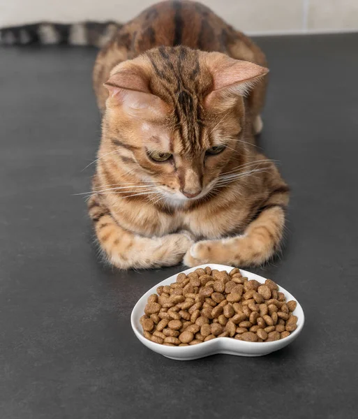 Bengal cat near a bowl of dry food on a dark background. Selective focus. Vertical shot.