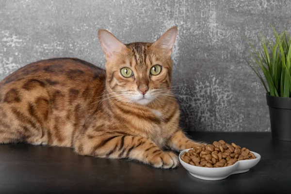 Bengal cat near a bowl of dry food on a dark background. Selective focus.
