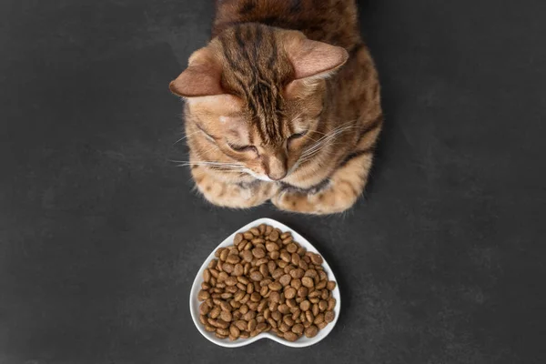 Dry Cat Food Dark Background Blurred Cat Head Selective Focus — стоковое фото