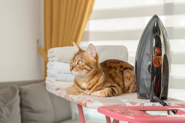 The cat irons clothes with an electric iron, posing on the ironing board at home. Homework concept.