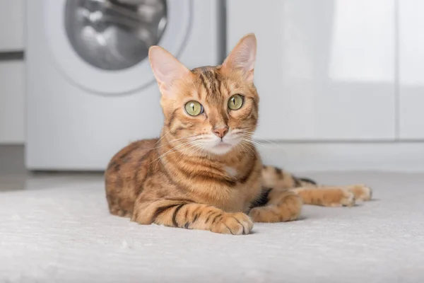 Beautiful Domestic Cat Lies Carpet Room — Fotografia de Stock