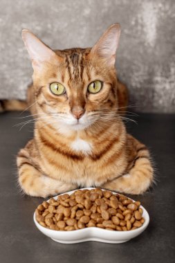 Bengal cat near a bowl of dry food on a dark background. Selective focus. Vertical shot.