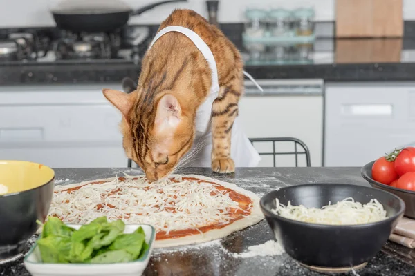 A cat dressed as a chef prepares Margherita pizza in the kitchen.