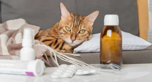 A sick cat lies on the couch, wrapped in a blanket. Bengal cat with flu or cold symptoms being treated at home. Winter cold and flu concept.