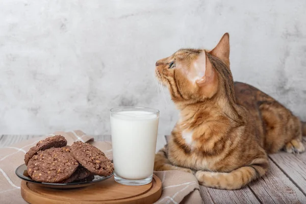 Bengal cat, glass of milk and cookies in a bowl on a wooden table.