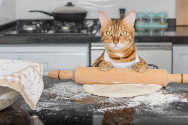 Funny domestic cat rolls out pizza dough on the kitchen table using a rolling pin.