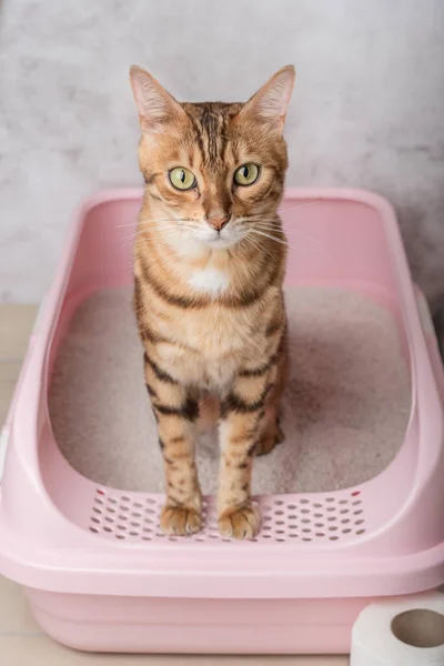 İtaatkar bir Bengal kedisi bir odadaki kedi kumu kutusunda oturur. Evcil hayvanını tuvalette eğitiyorsun..