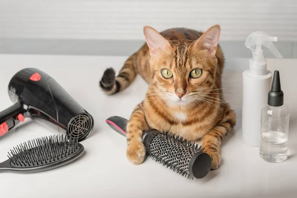 Beautiful bengal cat with hair dryer, brush and styling products. Pet hair care.