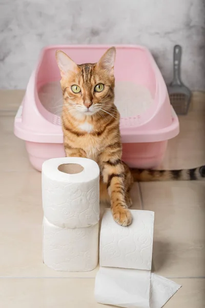 Domestic Cat Toilet Paper Cat Litter Box Vertical Shot — Stock Photo, Image