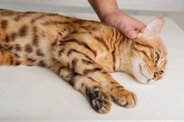 Der Besitzer Streichelt Seine Bengalische Katze Liebevoll Liebe Haustieren — Stockfoto
