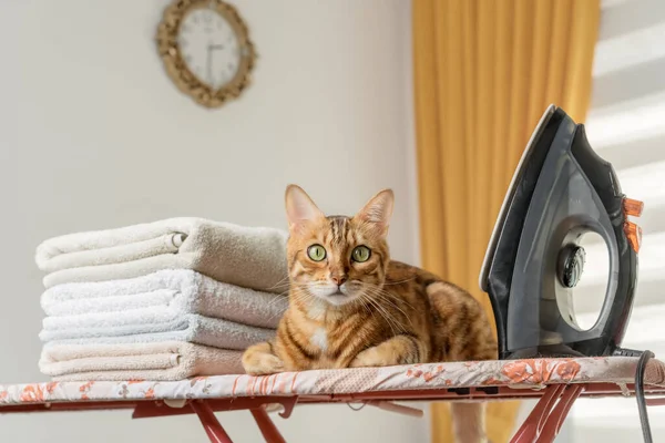 The cat irons clothes with an electric iron, posing on the ironing board at home. Homework concept.