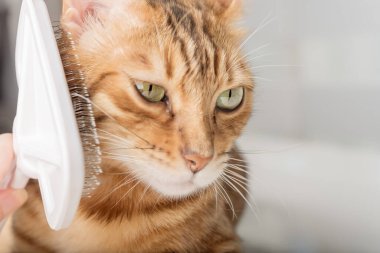 Evcil hayvan bakım konsepti için özel bir fırçayla kırmızı bengal kedisini tımar ediyorum. Yakın plan..