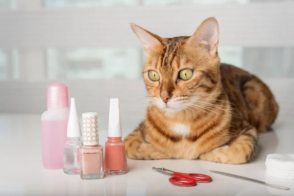Bengal cat in a home beauty salon with nail polishes, clippers on the table. Cat manicure.