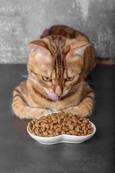 Bengal cat near a bowl of dry food on a dark background. Selective focus. Vertical shot.