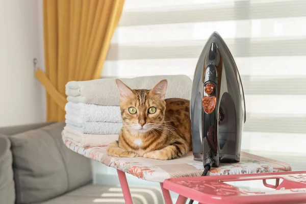 The cat irons clothes with an electric iron, posing on the ironing board at home. Homework concept.