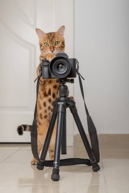 Bengal kedisi. Bir fotoğrafçı evdeki bir tripodun üzerinde fotoğraf çeker..