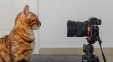 Kızıl bir kedi SLR kamerasının objektifine bakar..