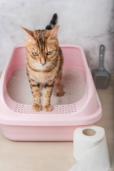 Obedient Bengal Cat Sits Cat Litter Box Room Toilet Training — Stock Photo, Image