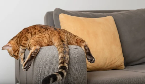 Bored Bengal Cat Lies Rests Sofa Back View — Stock Photo, Image