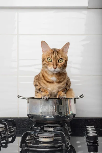 Bengalisk Katt Gryta Gasspis Begreppet Matlagning Roliga Djur — Stockfoto