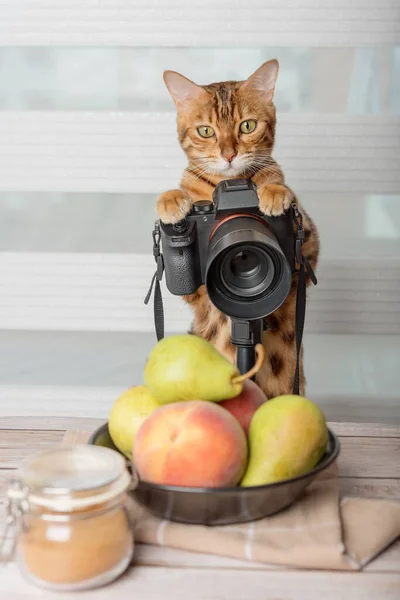 Domestic cat - food photographer photographs food on a SLR camera.