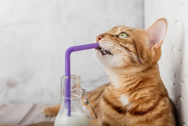 Tamkatt Dricker Färsk Mjölk Från Flaska Genom Ett Sugrör — Stockfoto
