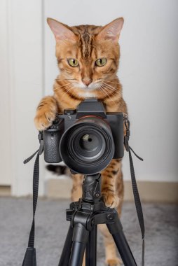 Bengal kedisi. Bir fotoğrafçı evdeki bir tripodun üzerinde fotoğraf çeker..