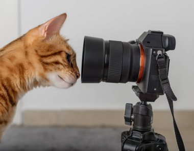 Kızıl bir kedi SLR kamerasının objektifine bakar..