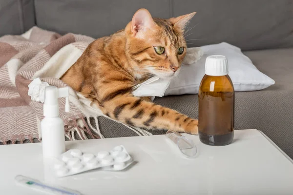 A sick cat lies on the couch, wrapped in a blanket. Bengal cat with flu or cold symptoms being treated at home. Winter cold and flu concept.
