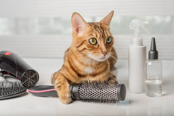 Beautiful bengal cat with hair dryer, brush and styling products. Pet hair care.