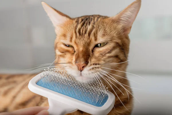 Grooming brushing red bengal cat with a special brush for grooming pets care concept. Close-up.