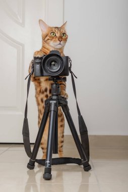 Bengal kedisi. Bir fotoğrafçı evdeki bir tripodun üzerinde fotoğraf çeker..